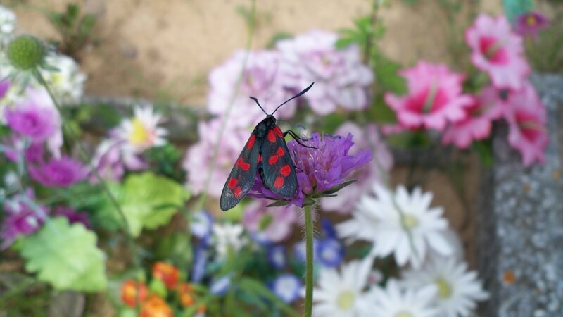 moth on a purple flower