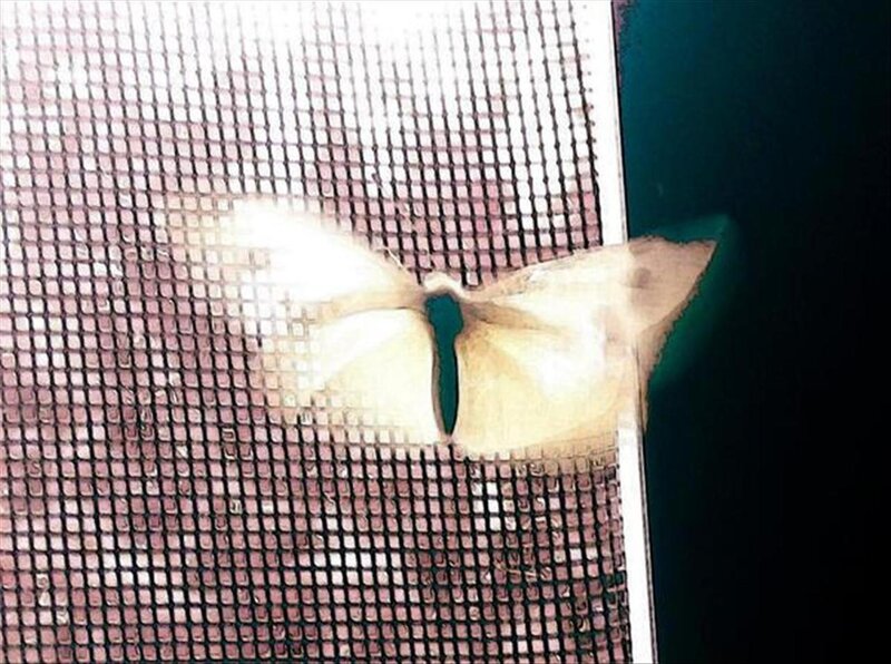 moth on a screen door