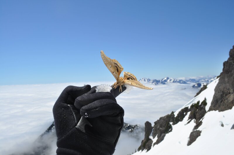 Moth on a snowy mountain