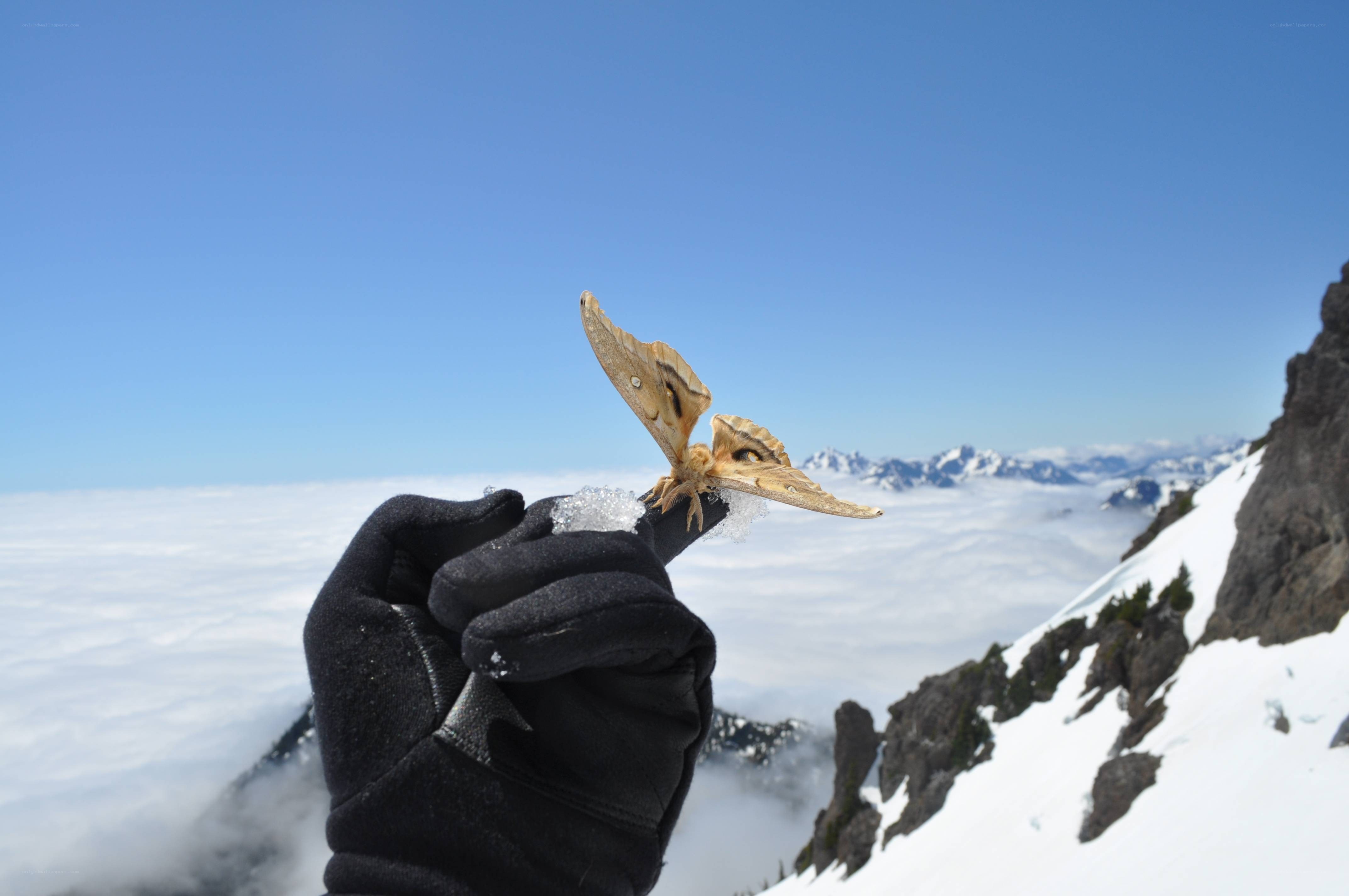 Moth on a snowy mountain