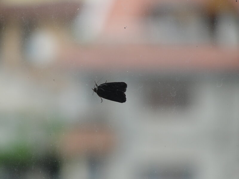 moth on a window