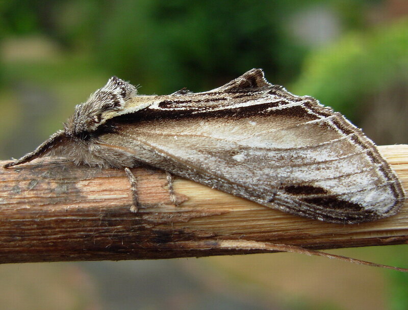 moth on a wooden stick