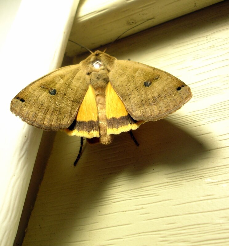 moth on a wooden surface