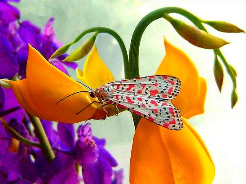 moth on a yellow flower