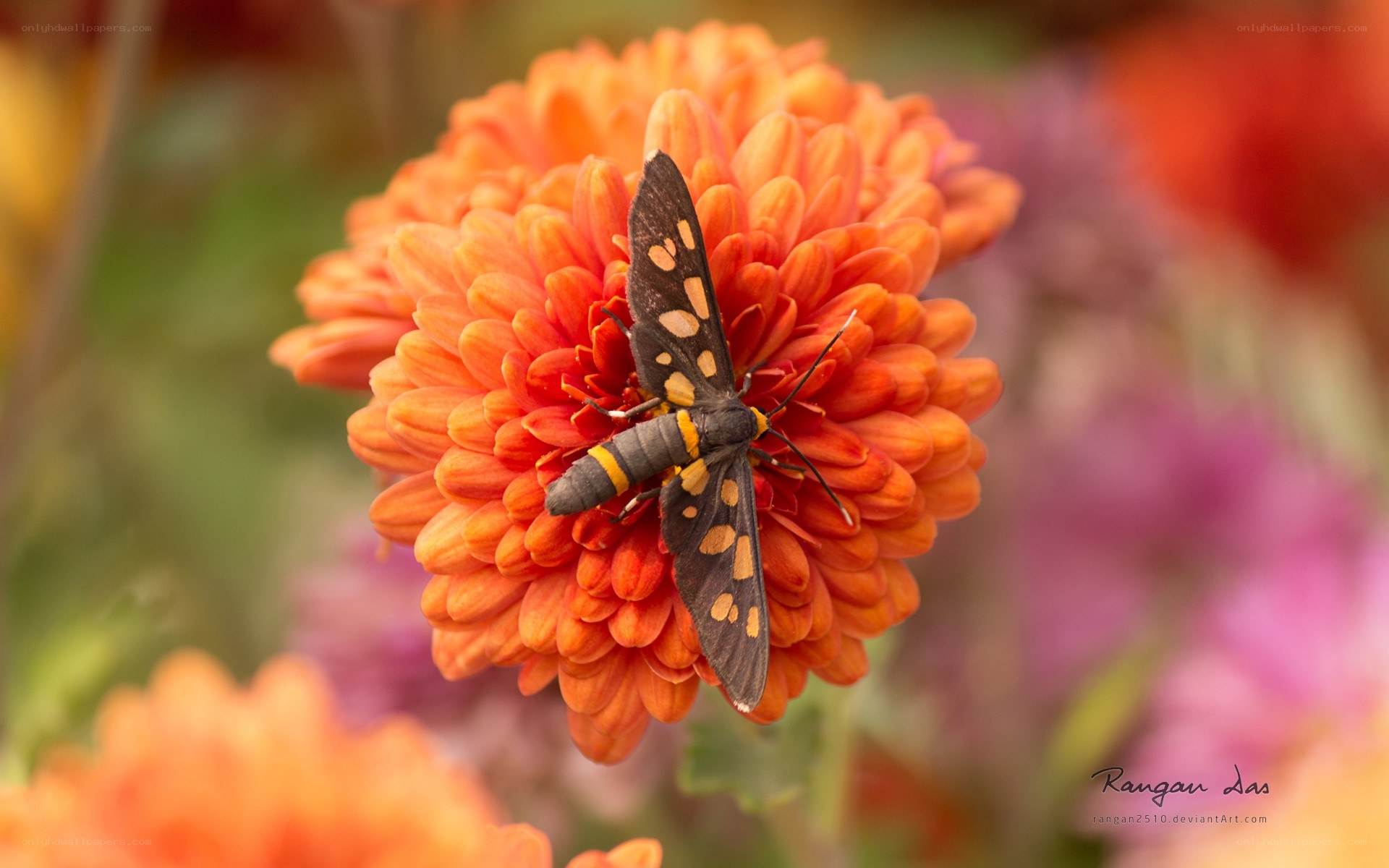 Moth on an orange flower