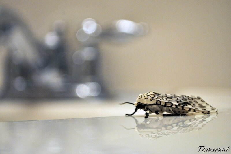 moth on bathroom counter
