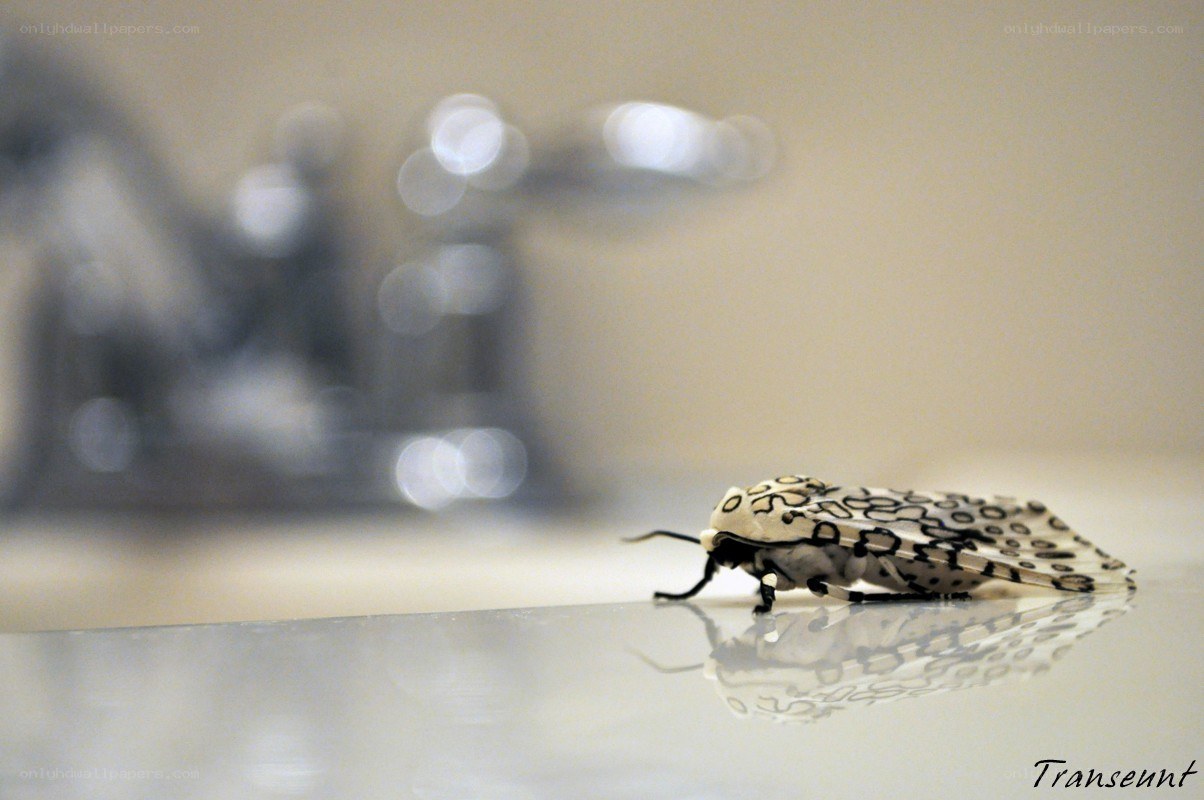 moth on bathroom counter