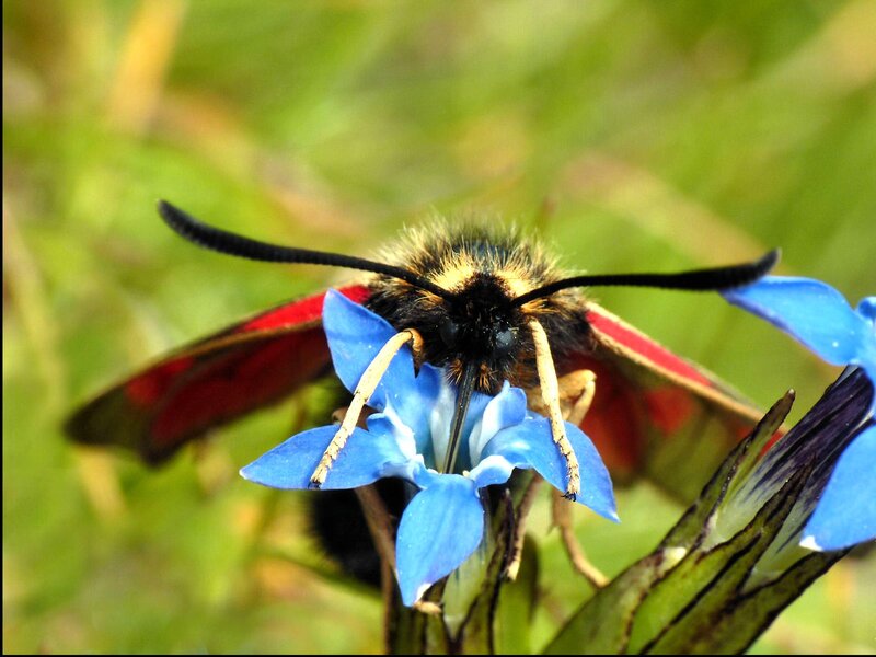 Moth on Blue Flower