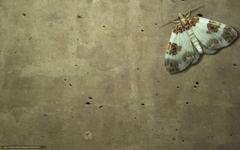 moth on concrete surface