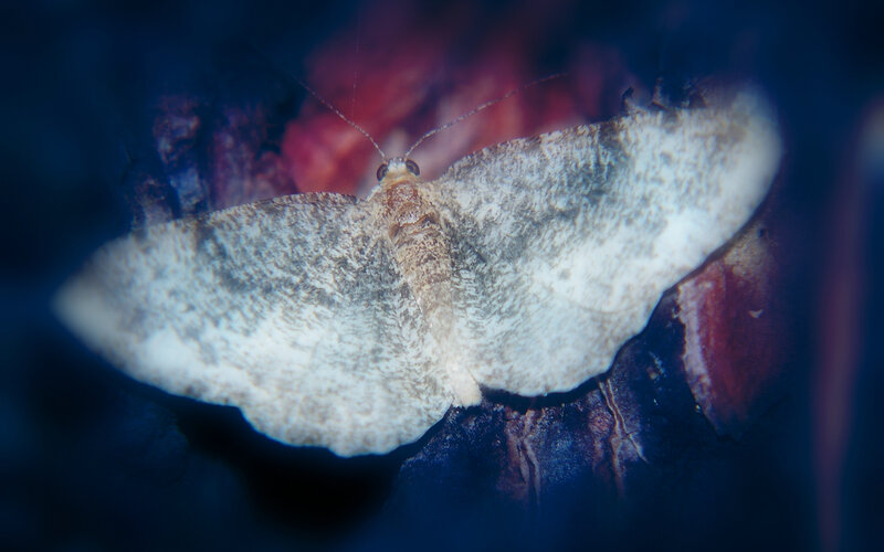 moth on dark surface