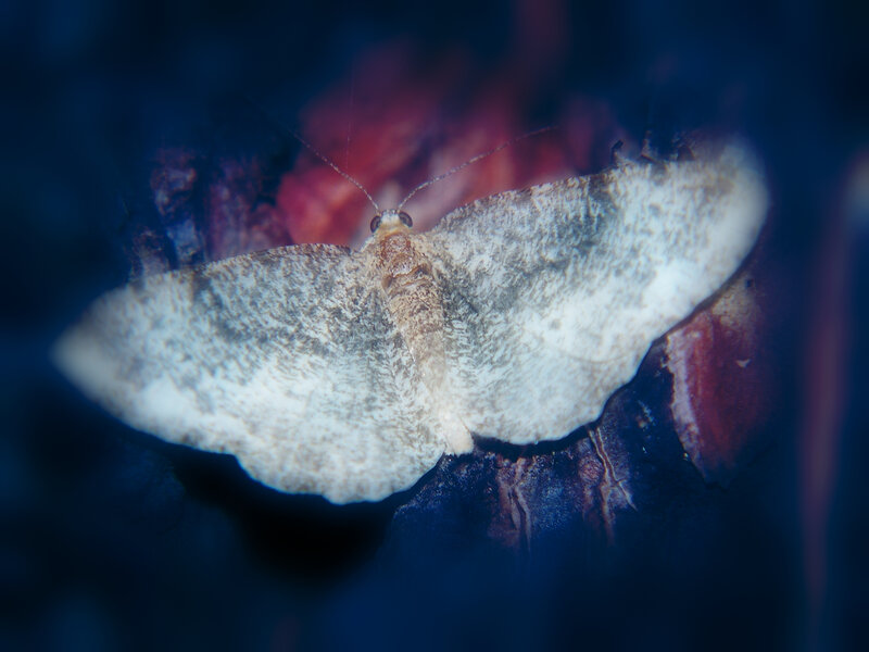 Moth on Dark Surface — White
