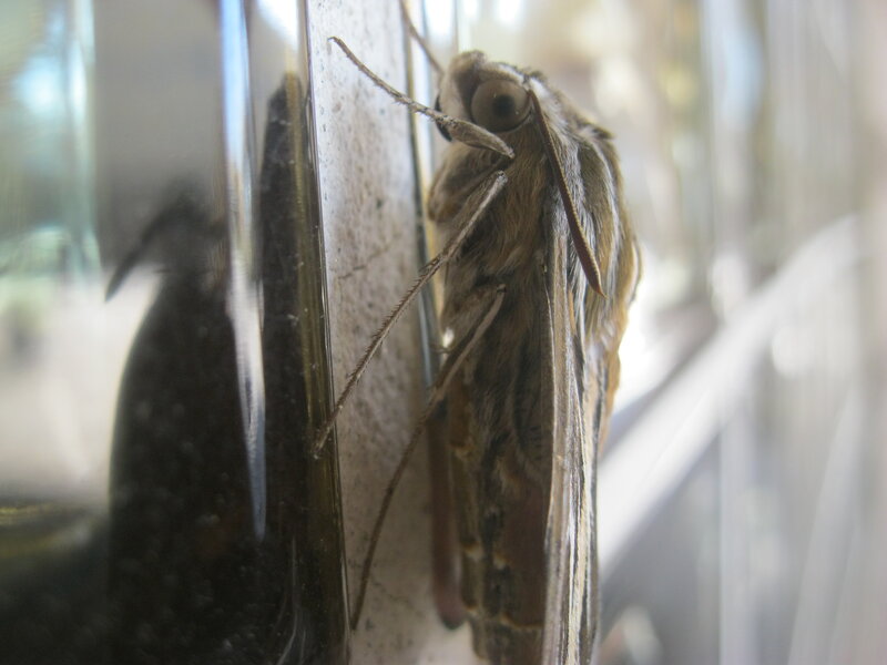 Moth on Glass Surface