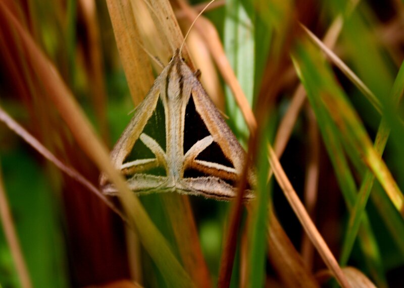 moth on grass stem