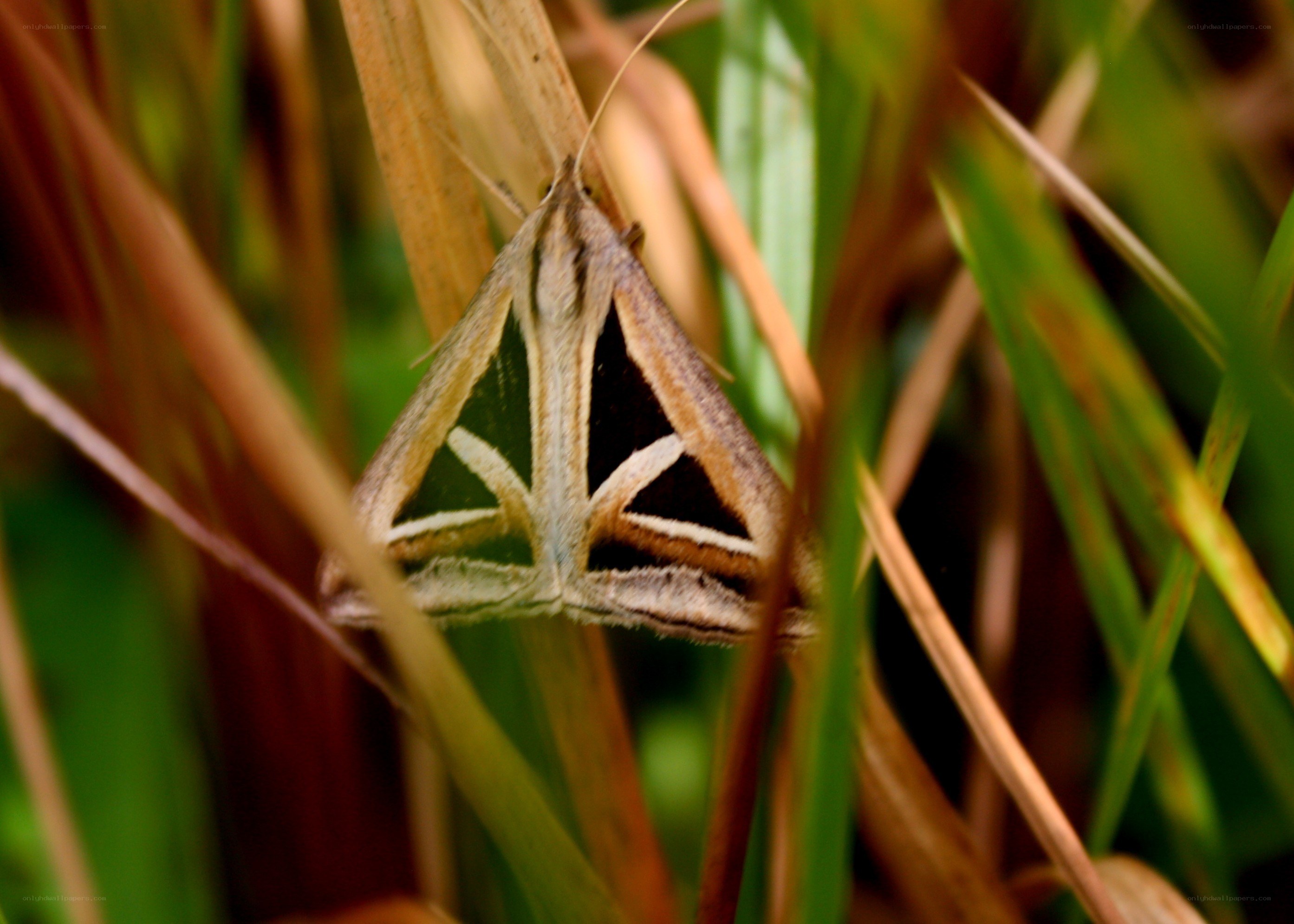 moth on grass stem