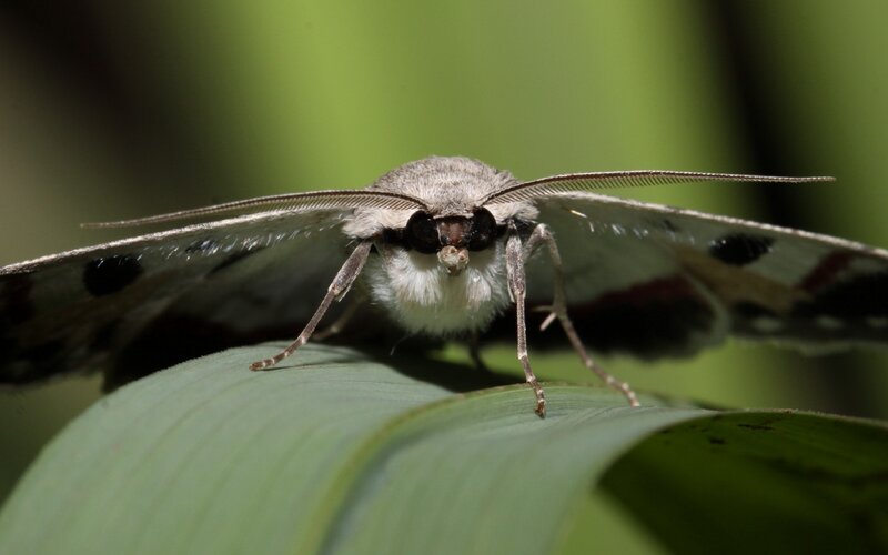 Moth on Green Leaf — Calm, Photograph