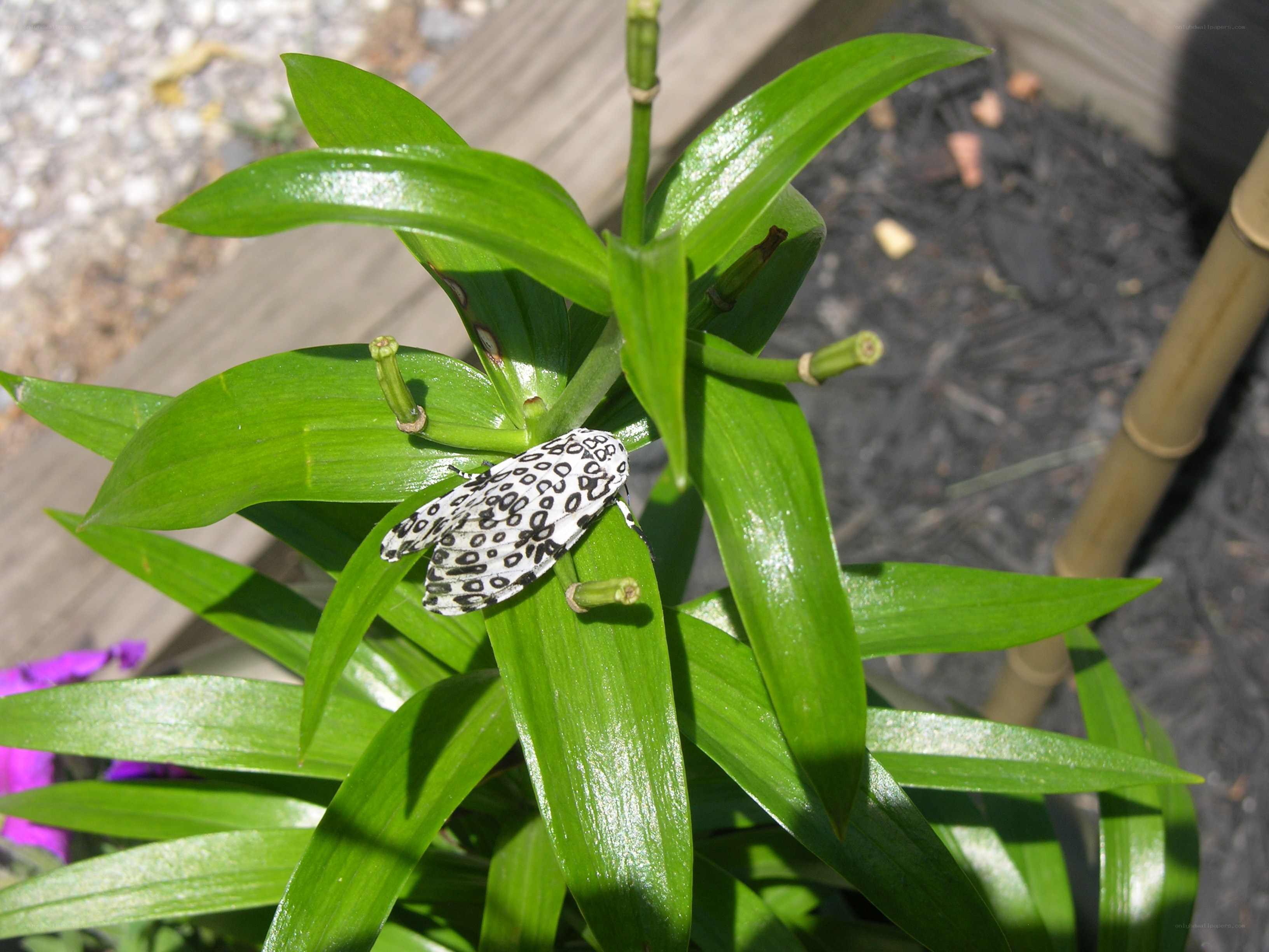 moth on green leaves