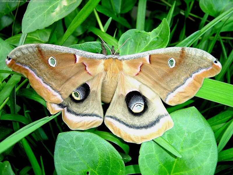Moth on green leaves