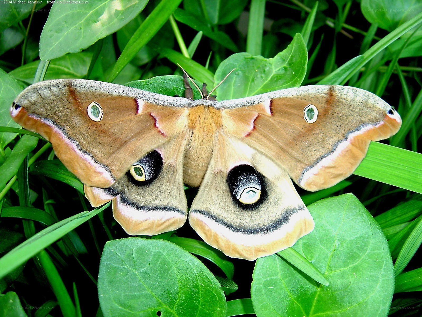 Moth on green leaves