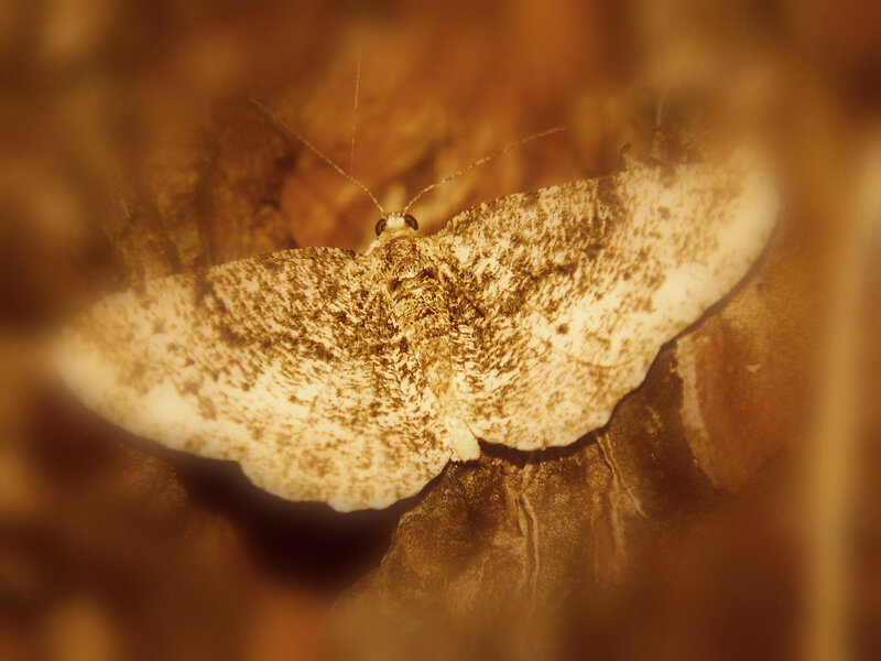 Moth on Leaf