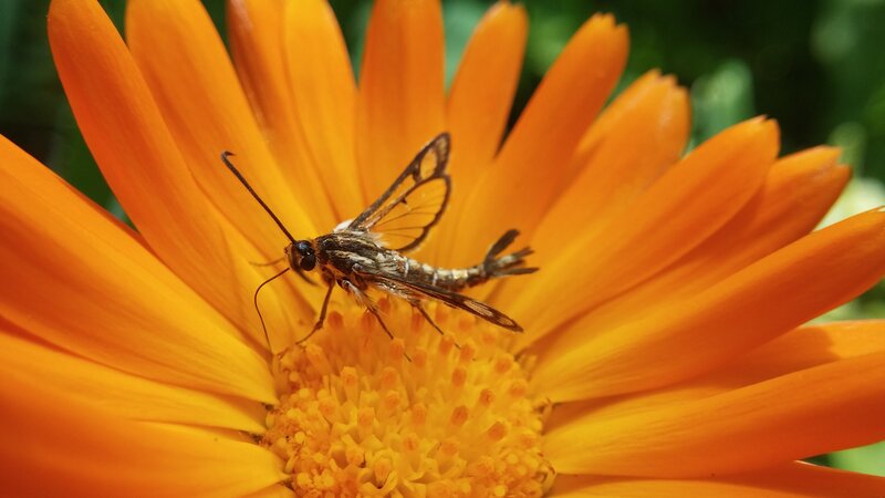 Moth on Orange Flower — Calm