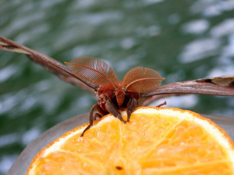 moth on orange slice