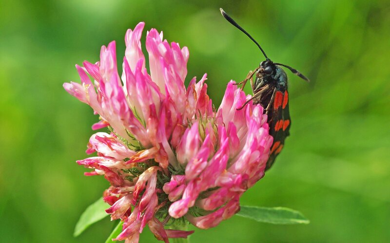 moth on pink clover flower