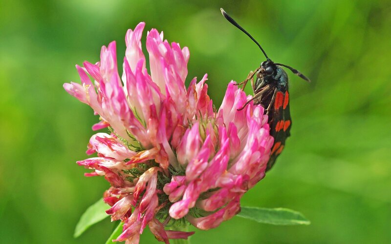 Moth on Pink Flower — Calm, Afternoon