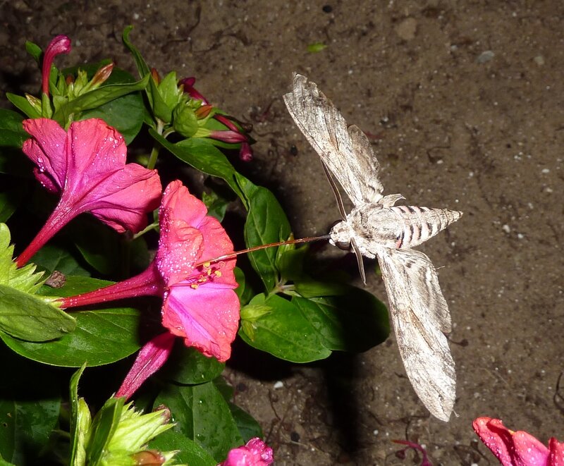 Moth on Pink Flower — Calm