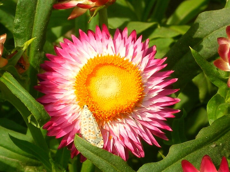 Moth on Pink Flower — Serene