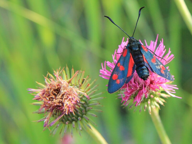 moth on pink flower