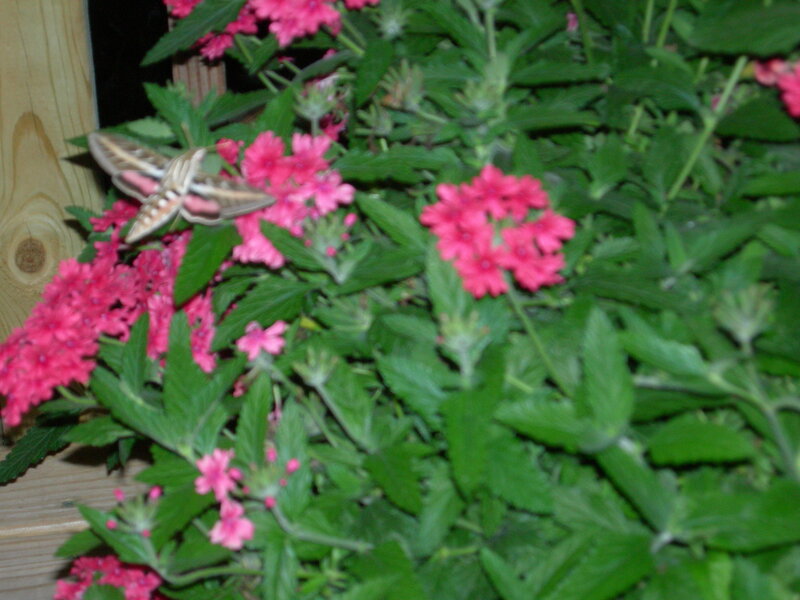 Moth on Pink Flowers — Calm, Night