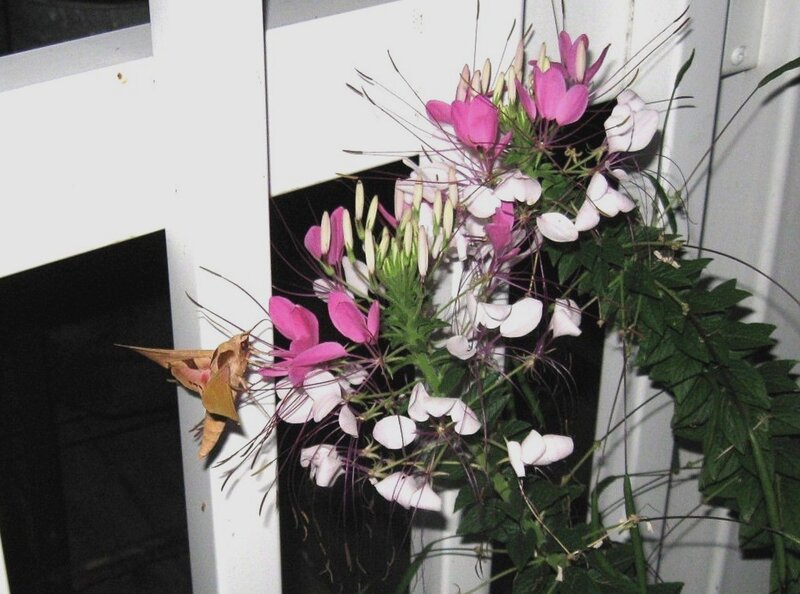 Moth on Pink Flowers — Calm