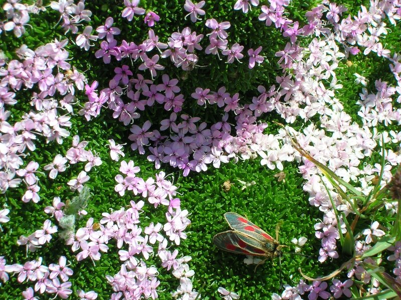 Moth on Pink Flowers — Green