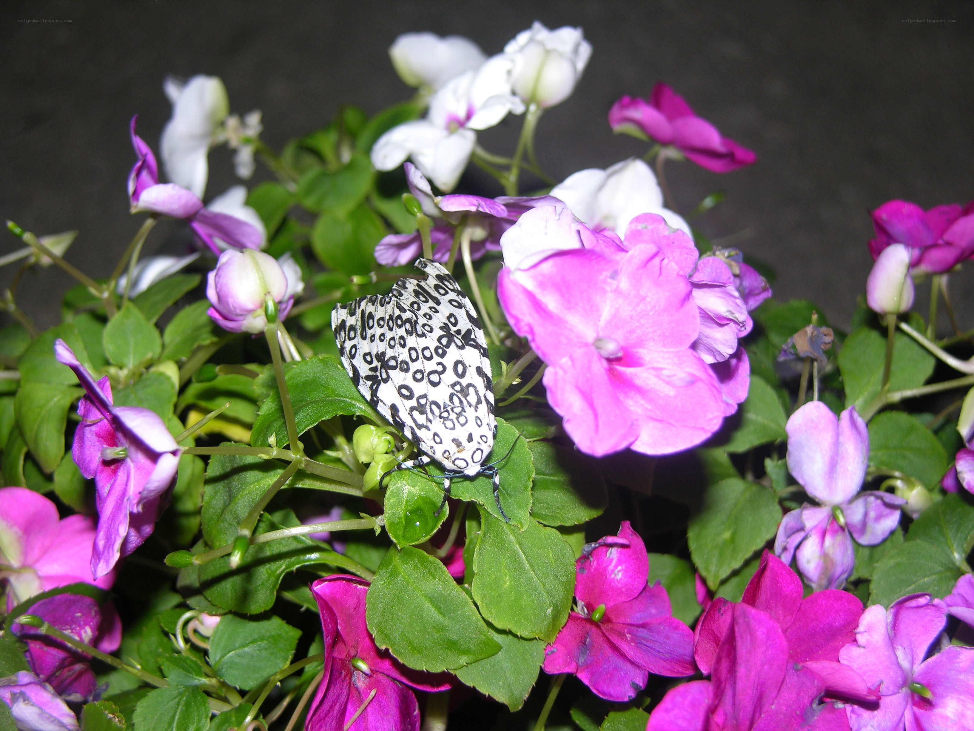Moth on pink flowers