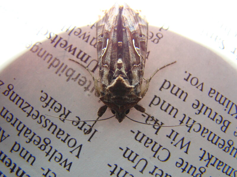 Moth on Printed Page