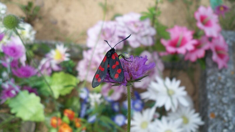Moth on Purple Flower