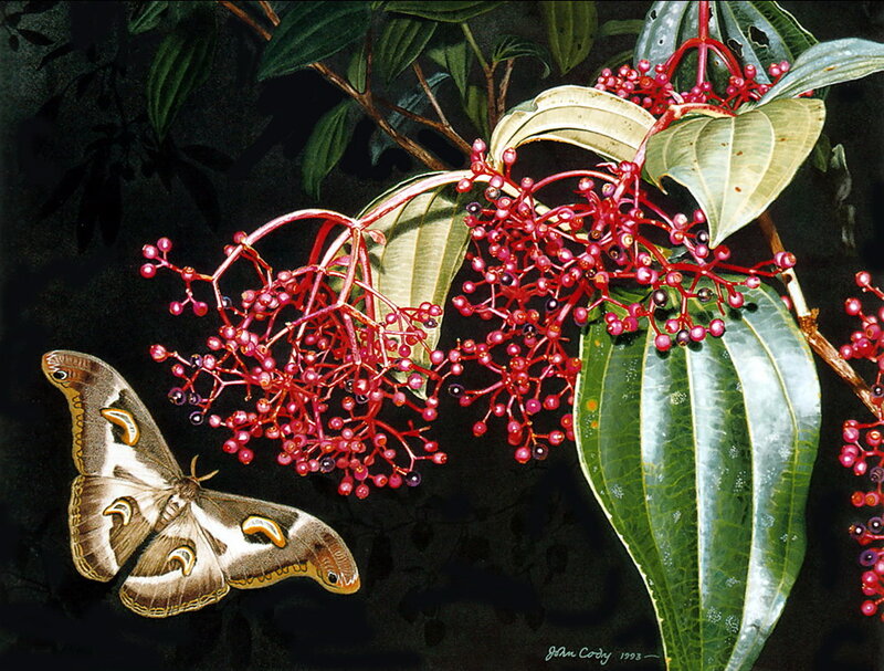 Moth on Red Berries