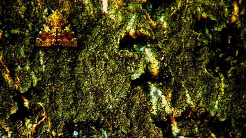 Moth on Tree Bark — Green