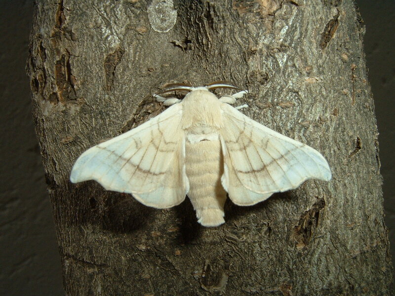 moth on tree bark