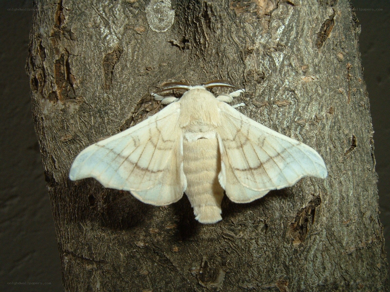 moth on tree bark