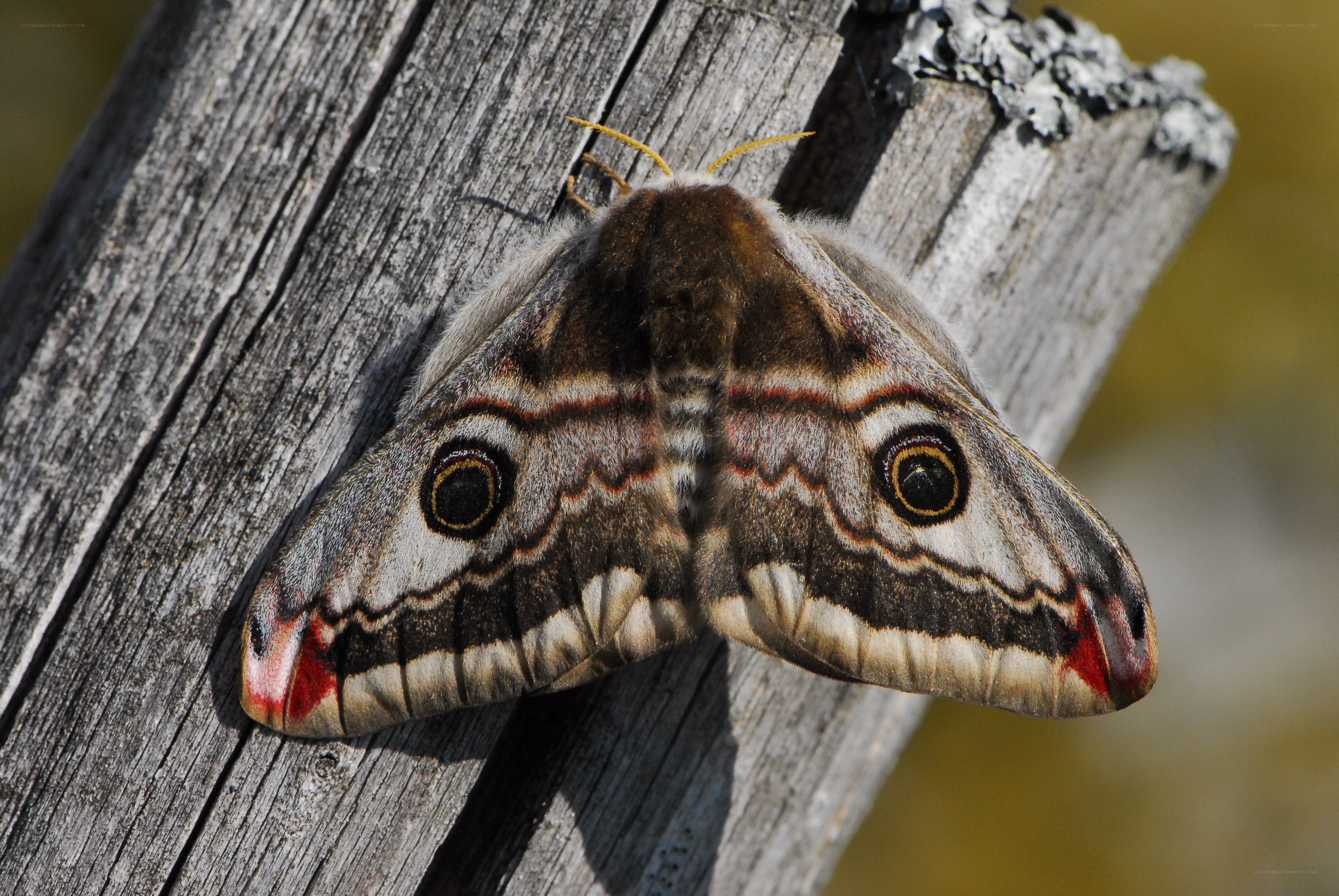 moth on weathered wood