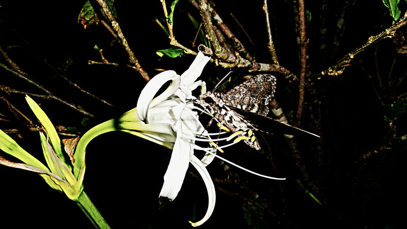 Moth on White Flower — Dark
