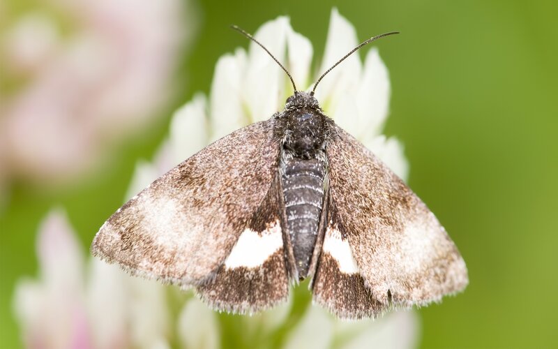 moth on white flower