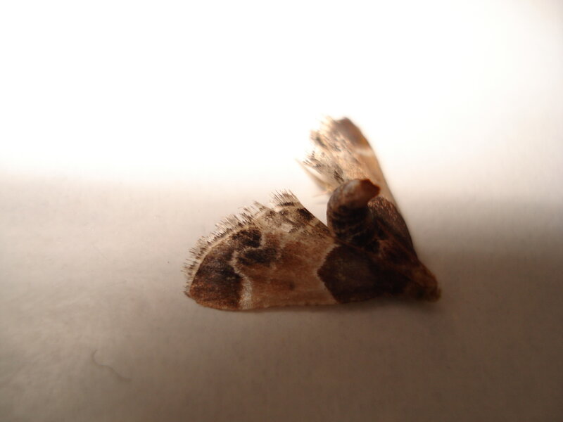 moth on white surface