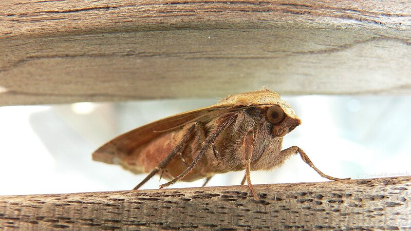 moth on wooden surface
