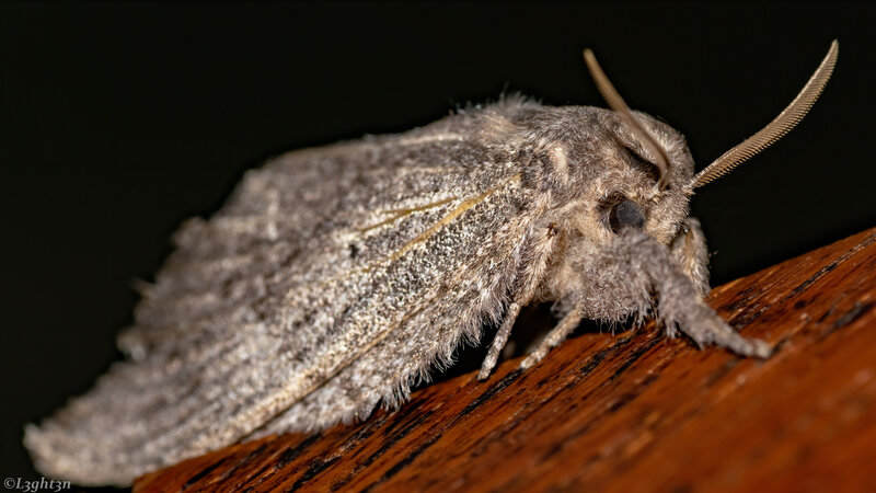 Moth on Wooden Surface — Gray