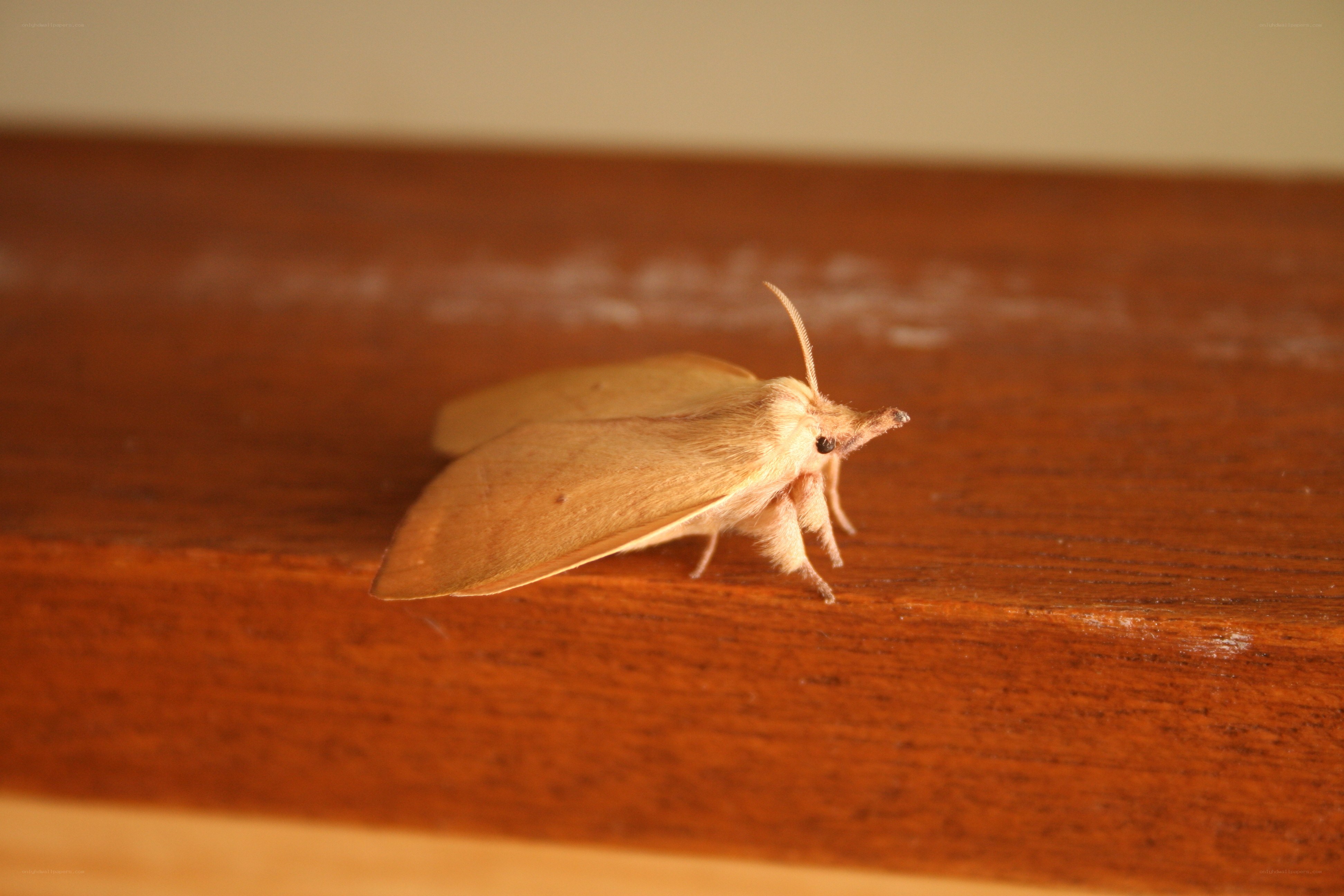 moth on wooden surface