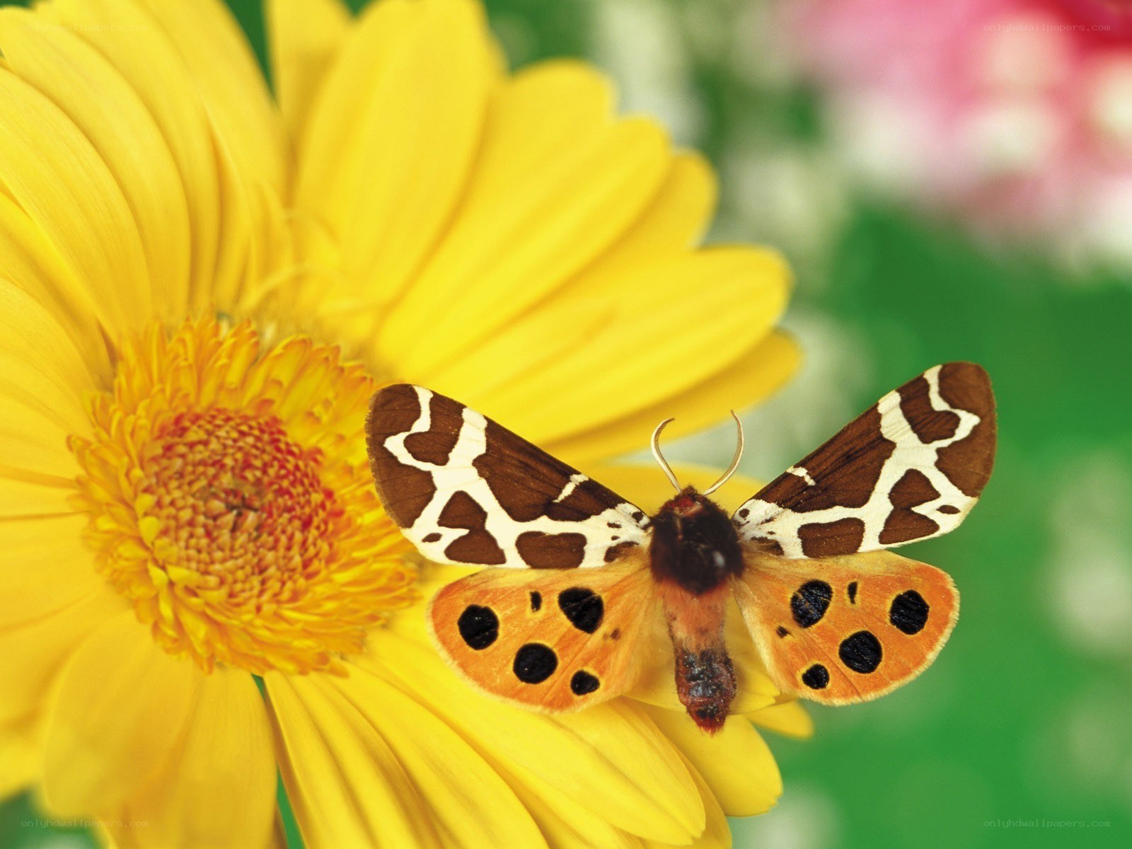 moth on yellow flower