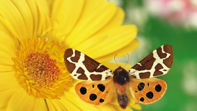 Moth on Yellow Flower — Calm, Afternoon, Photograph