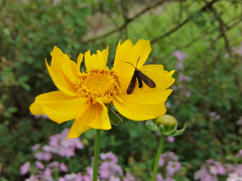 Moth on Yellow Flower — Calm, Afternoon